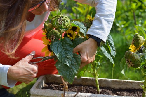 Healthy trees improving a Boundsgreen streetscape